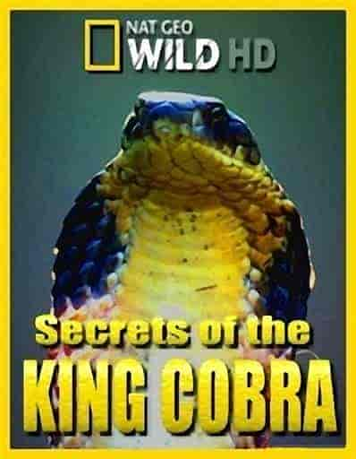 فيلم Secrets of the King Cobra 2010 مترجم اون لاين