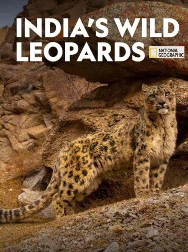 فيلم India’s Wild Leopards 2020 مترجم اون لاين